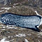 Flug über den Eisfjord