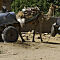 Jaisalmer, Straßentransport