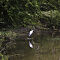 Natur bei Eklingi