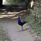 Rajasthan-2011-1925.jpg