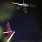 Rajasthan-2011-2084.jpg