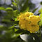 Rajasthan-2011-2106.jpg