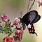 Rajasthan-2011-2186.jpg